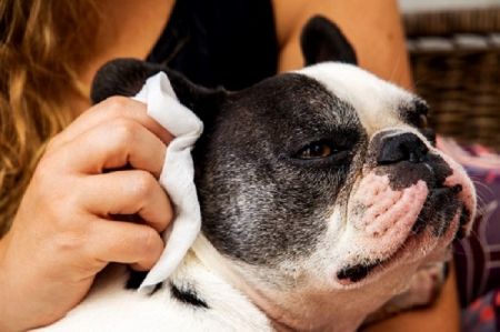 Limpiador de oídos para mascotas - Privately Brand Pet Ear Cleanser